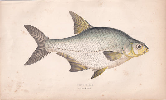 White Bream