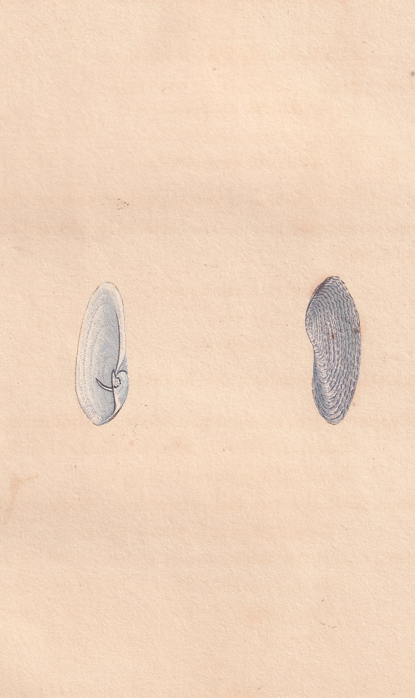White Piddock