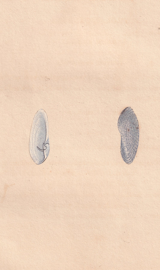 White Piddock
