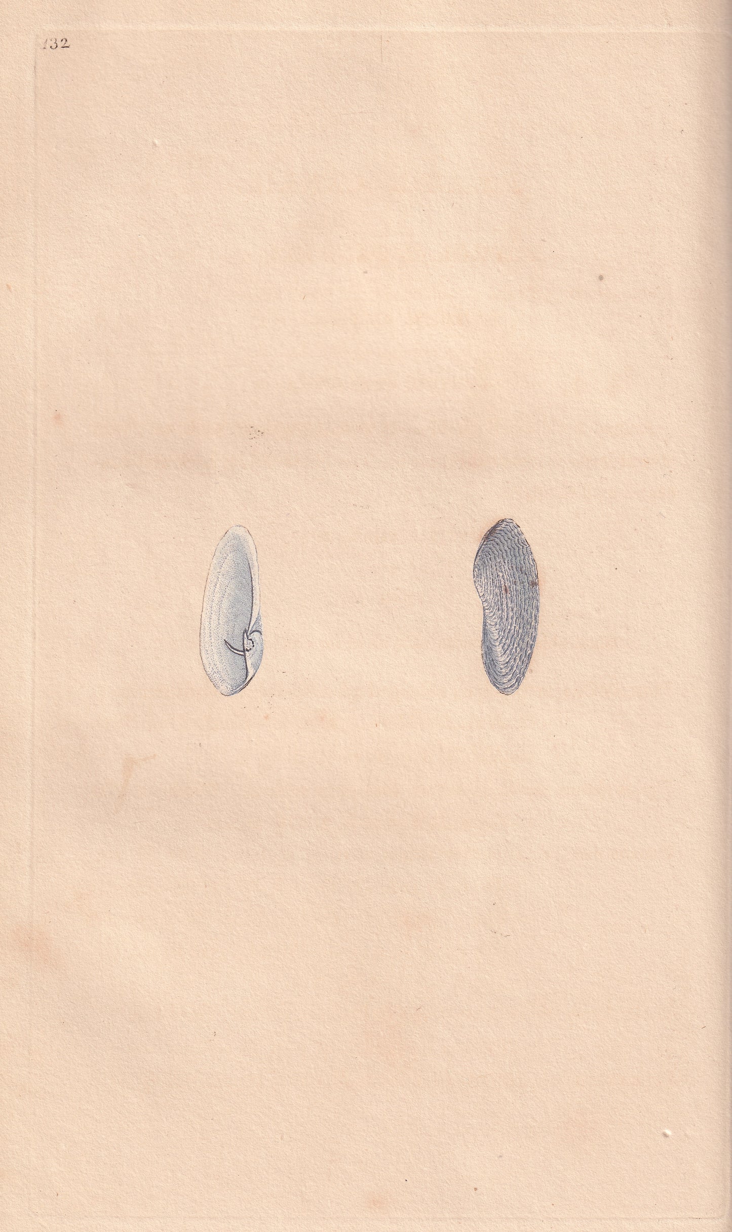 White Piddock