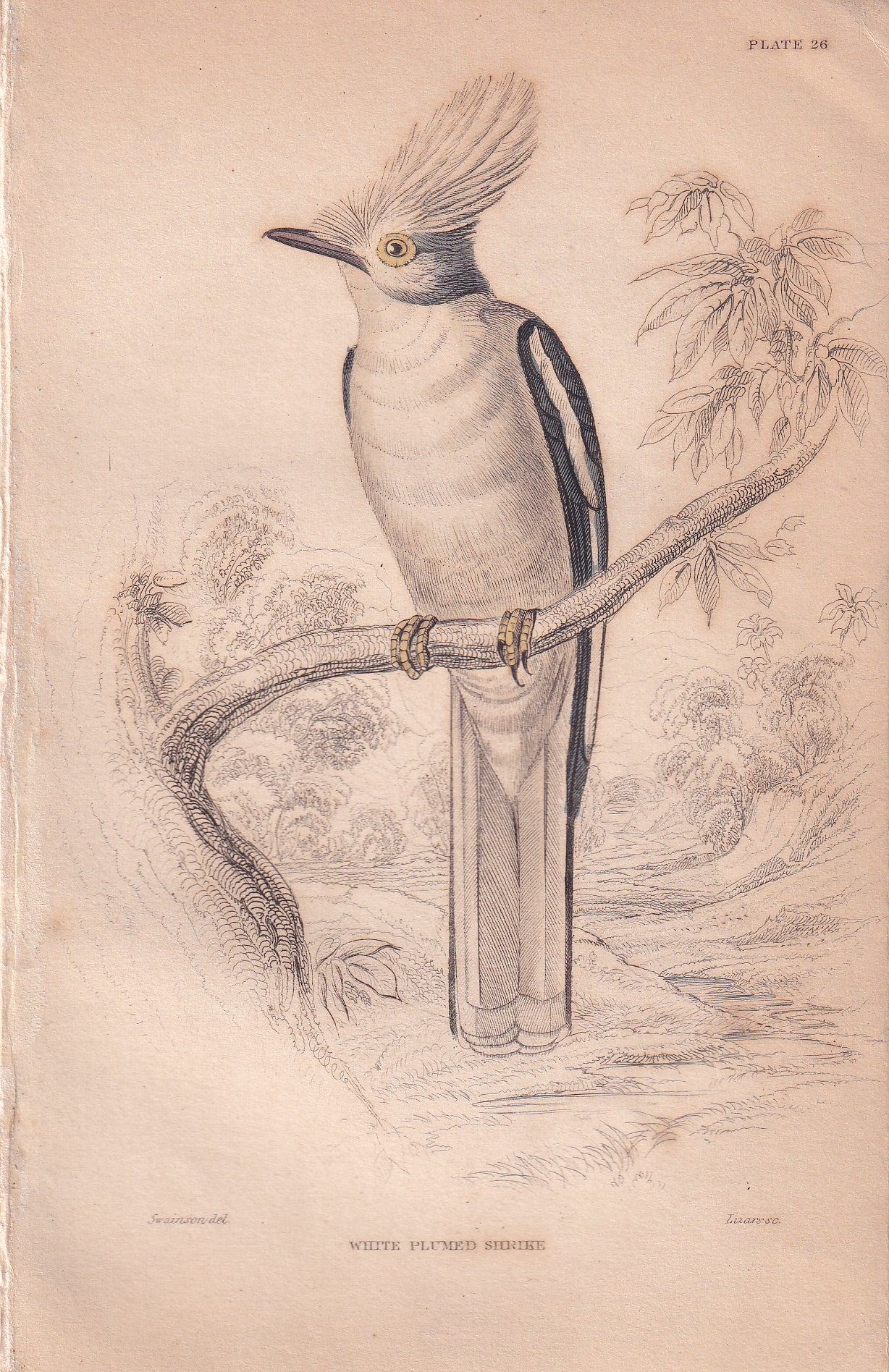 White Plumed Shrike