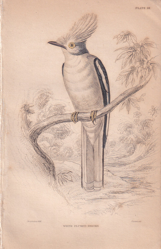 White Plumed Shrike