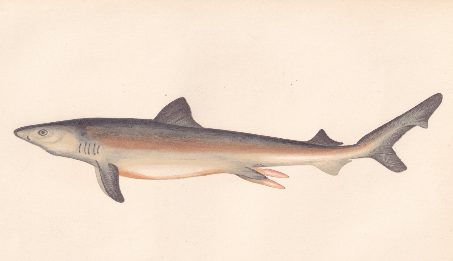 Hand coloured fish prints, Antique fish prints, Vintage fish prints, Original fish prints, Hand-colored ichthyology prints, Fish art prints, Fish lithographs, Fish engravings 