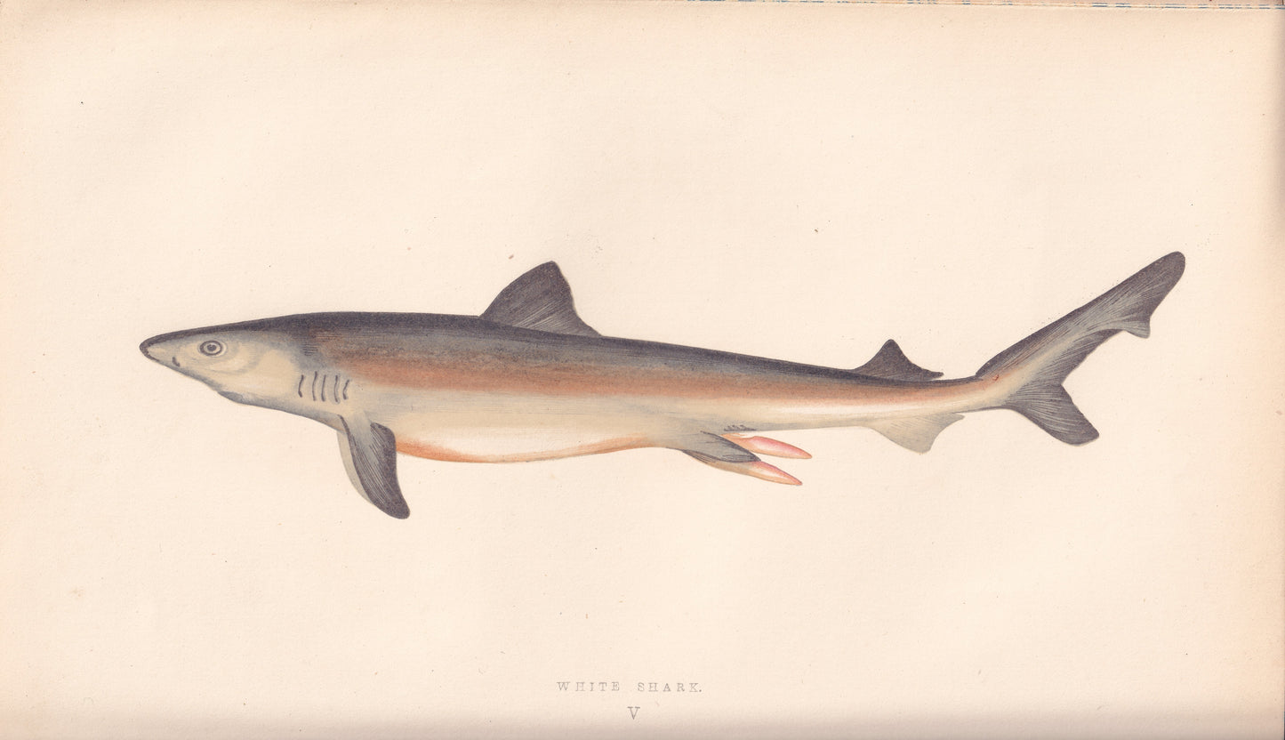 White Shark
