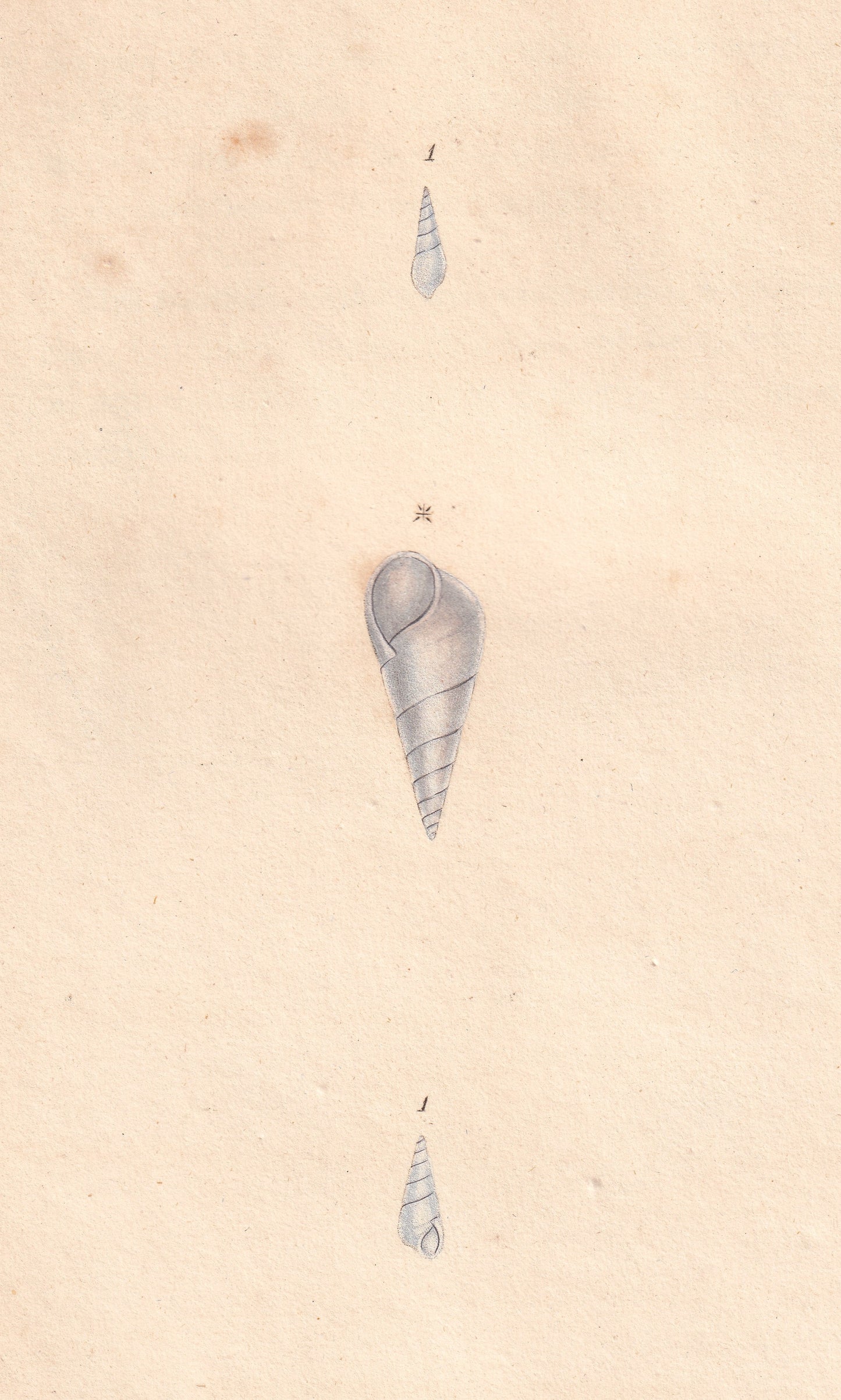White Wreath Shell