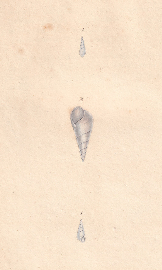 White Wreath Shell