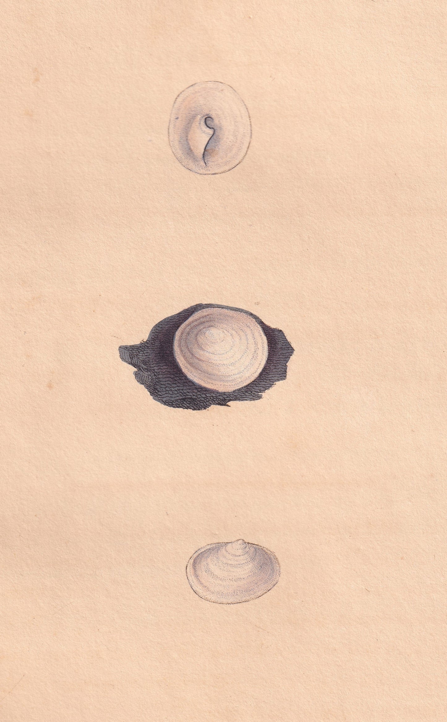 Whitish Chambered Pap-Shell