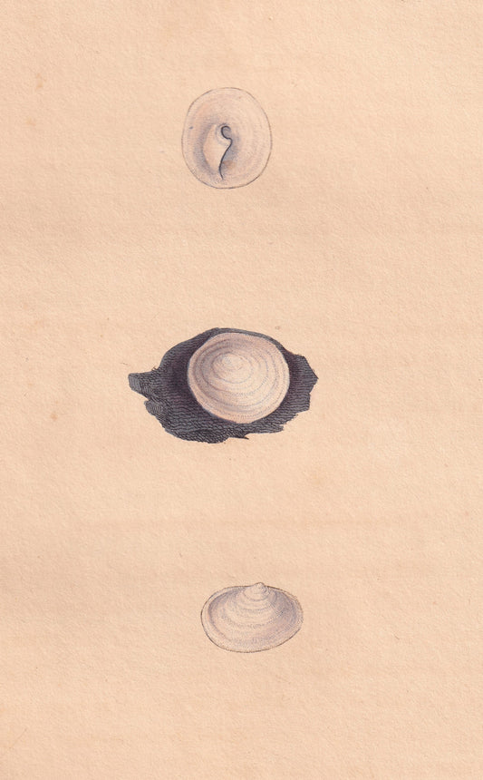 Whitish Chambered Pap-Shell