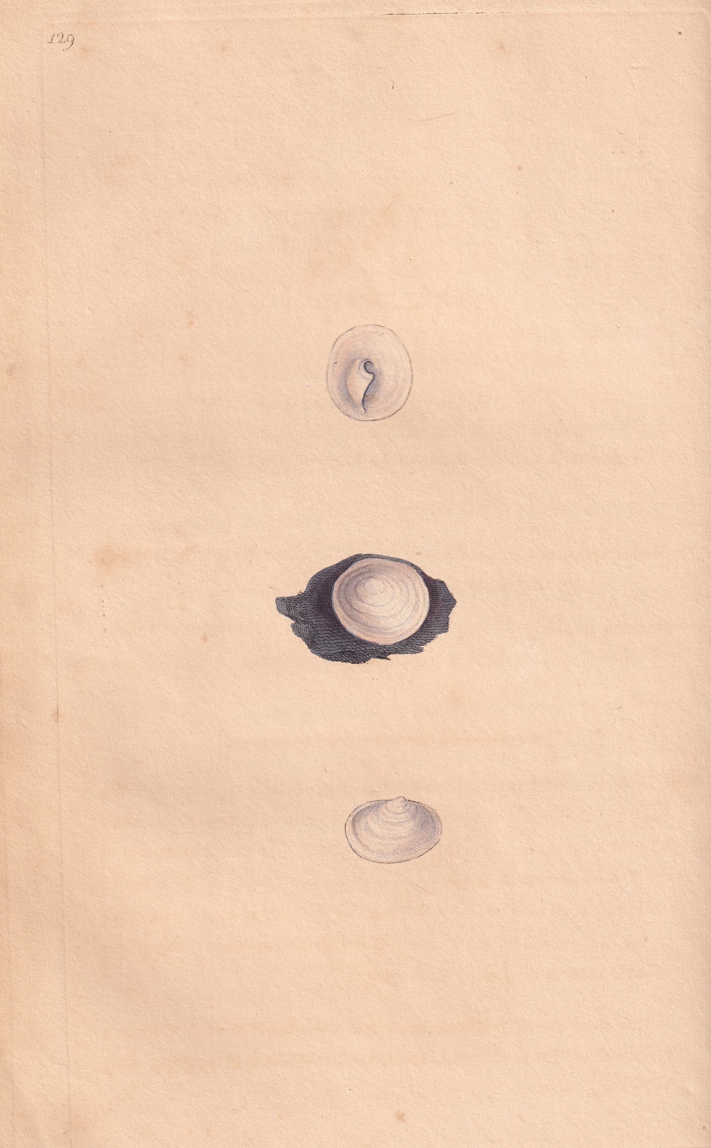 Whitish Chambered Pap-Shell