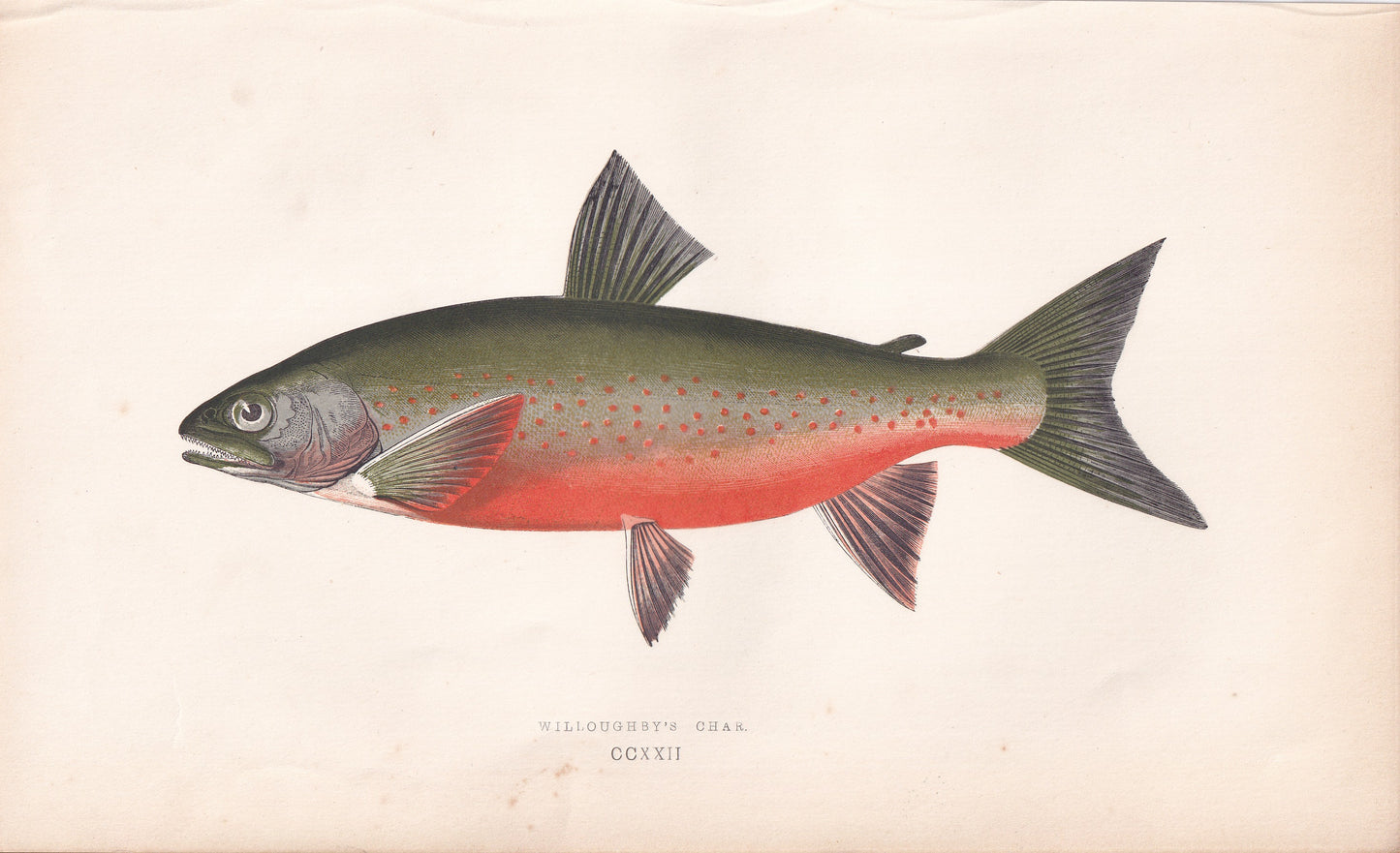 Willoughby's Char