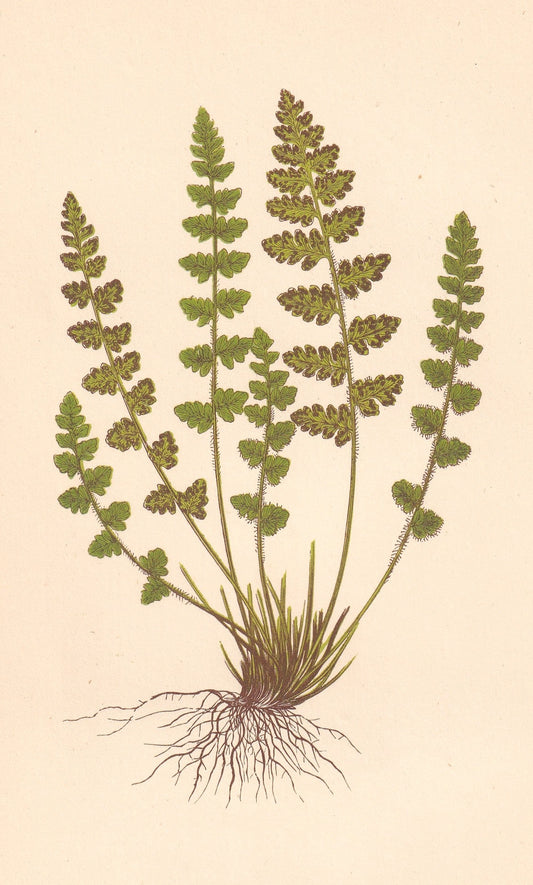antique botanical prints
vintage botanical prints
botanical prints antique
antique flower prints
vintage flower prints
antique botanical art
vintage botanical art
antique plant prints
vintage plant prints