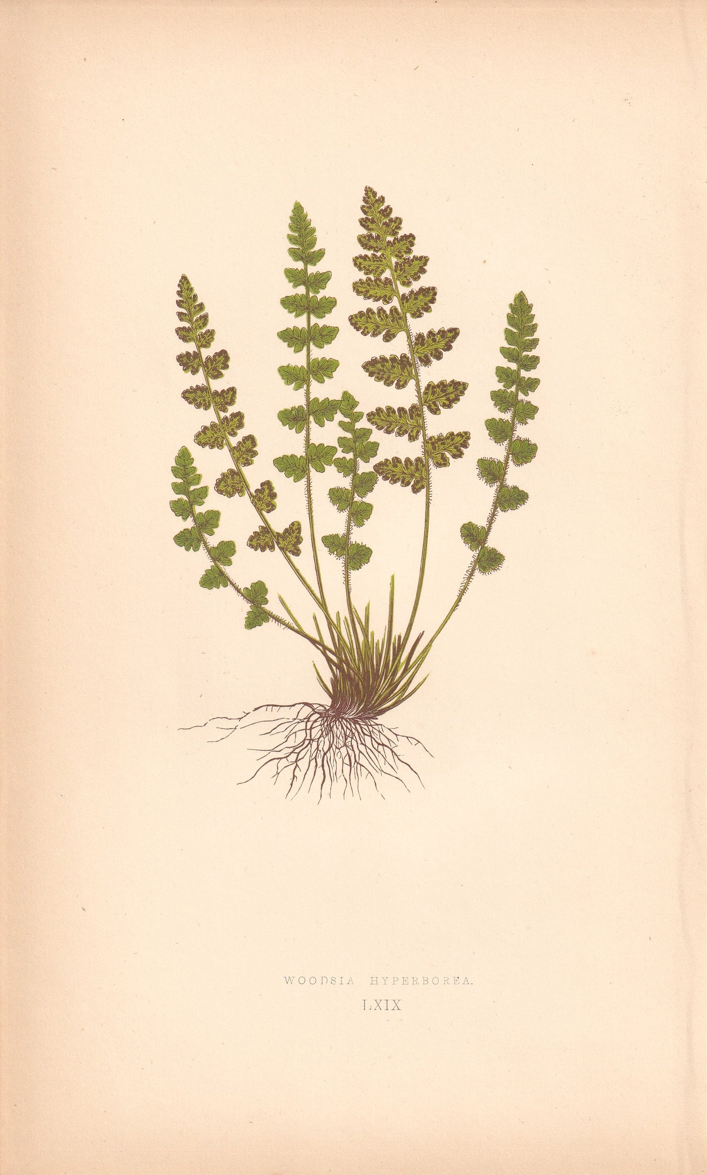 Woodsia Hyperboria