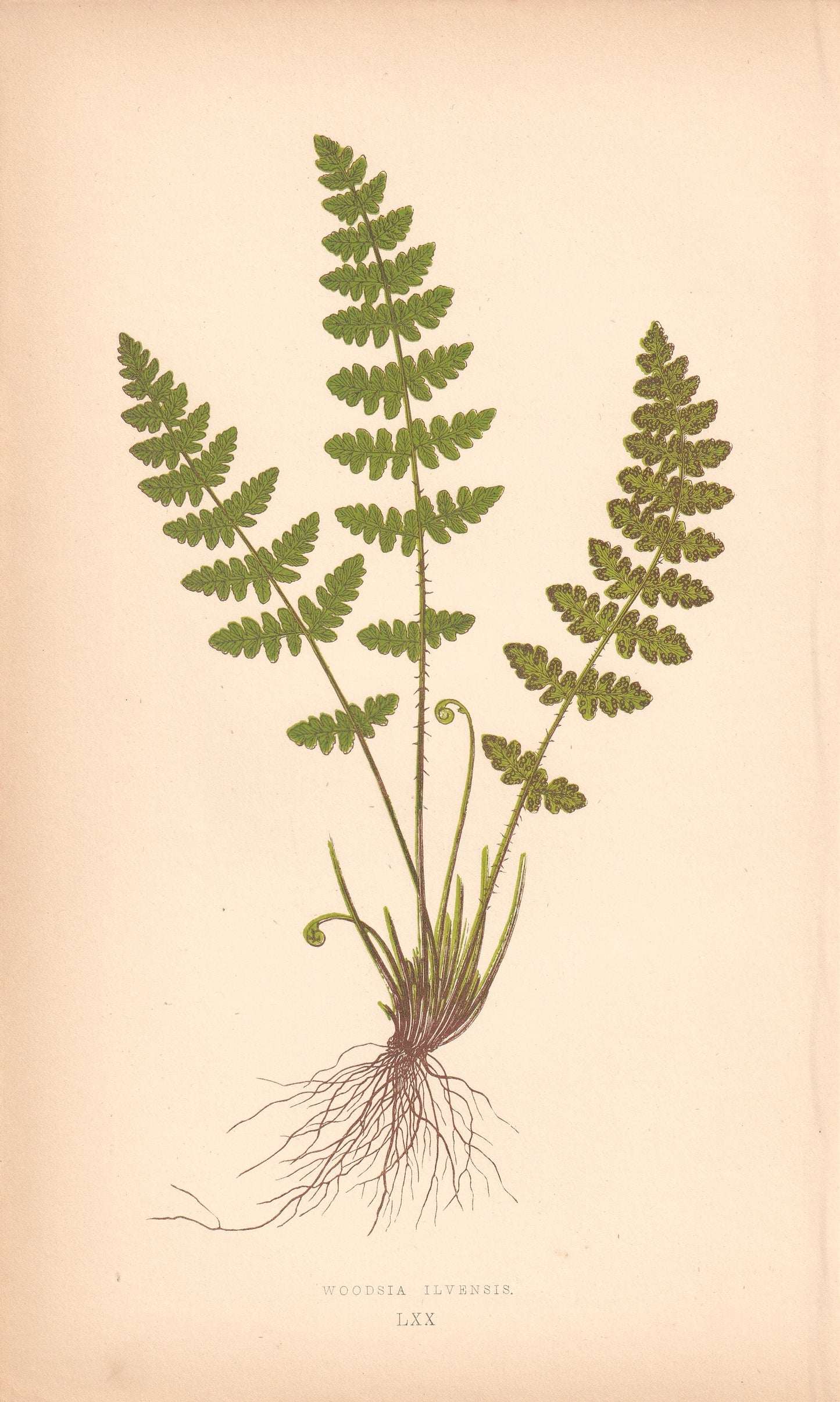 Woodsia Ilvensis
