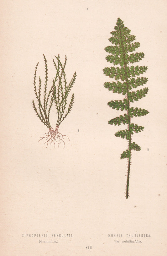 Xiphopteris Serrulata