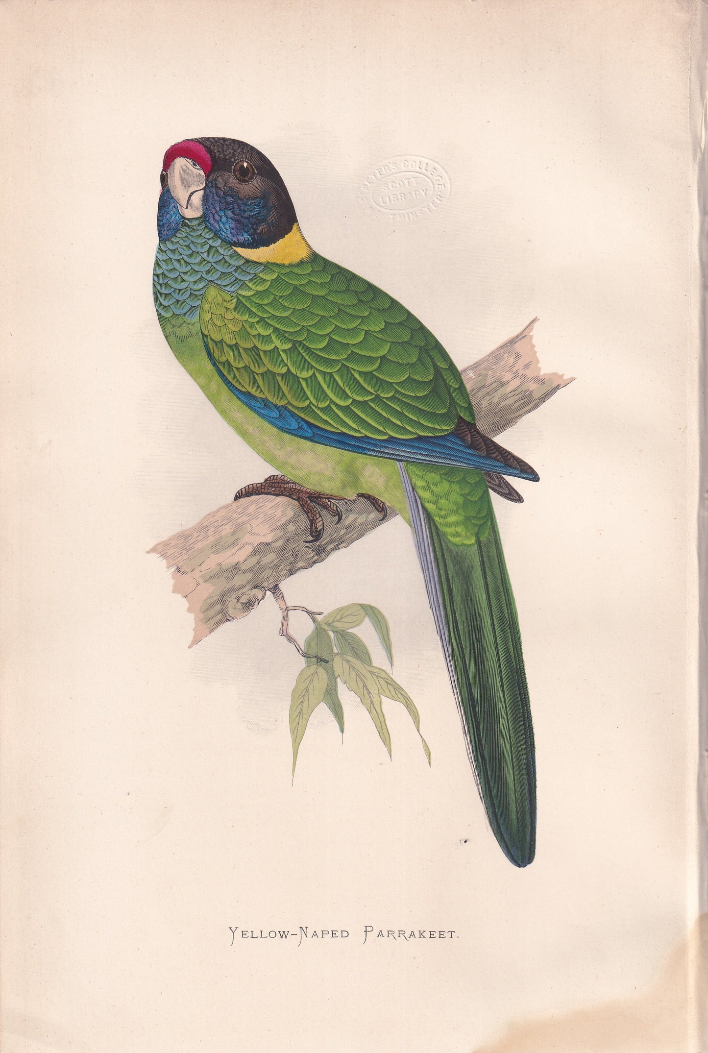 Yellow-Naped Parrakeet