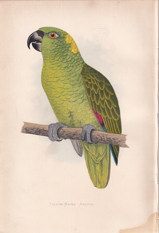 Yellow Naped Amazon