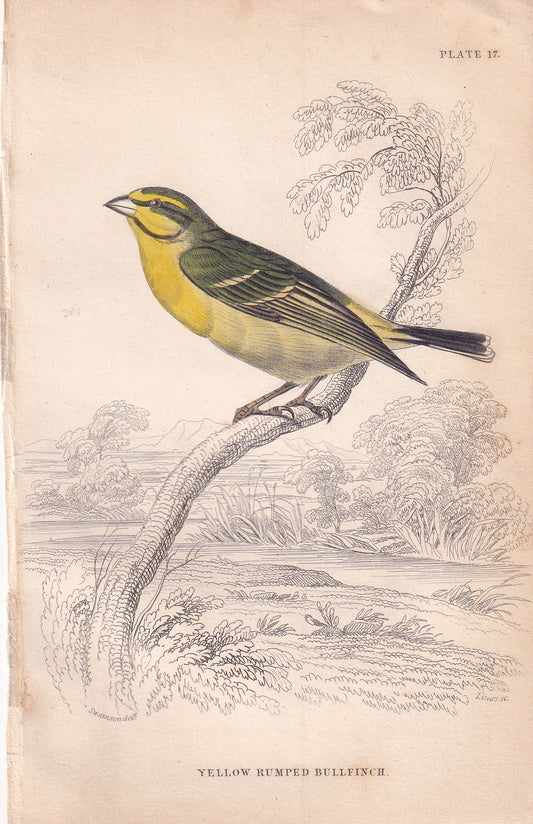 Yellow Rumped Bullfinch